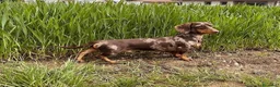 Bassotto cani in vendita: Bassotti nani pelo corto - Annuncio 2