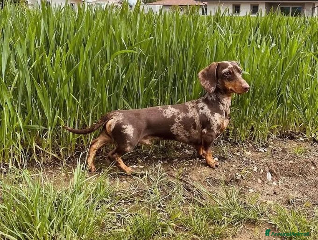 Bassotto cani in vendita: Bassotti nani pelo corto - Annuncio 2
