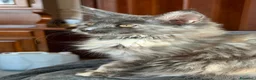 Maine Coon gatti in vendita: Gattini Maine Coon - Annuncio 26