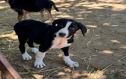 Altre razze cani in regalo: DANA DOLY DORIS 4 MESI (23/02/25) a Provincia di Bergamo - Immagine 12