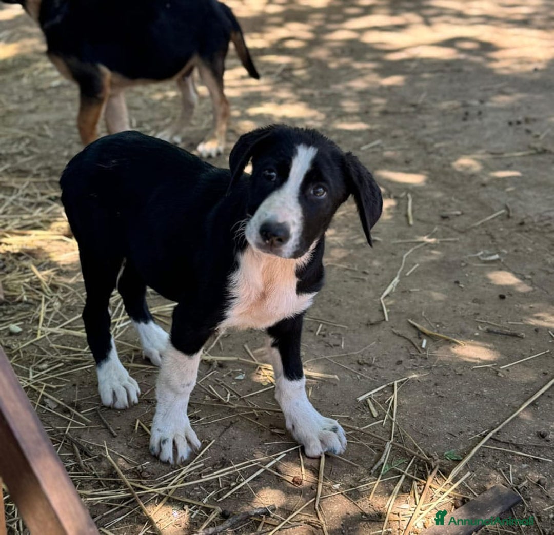 Altre razze cani in regalo: DANA DOLY DORIS 4 MESI (23/02/25) a Provincia di Bergamo - Immagine 12