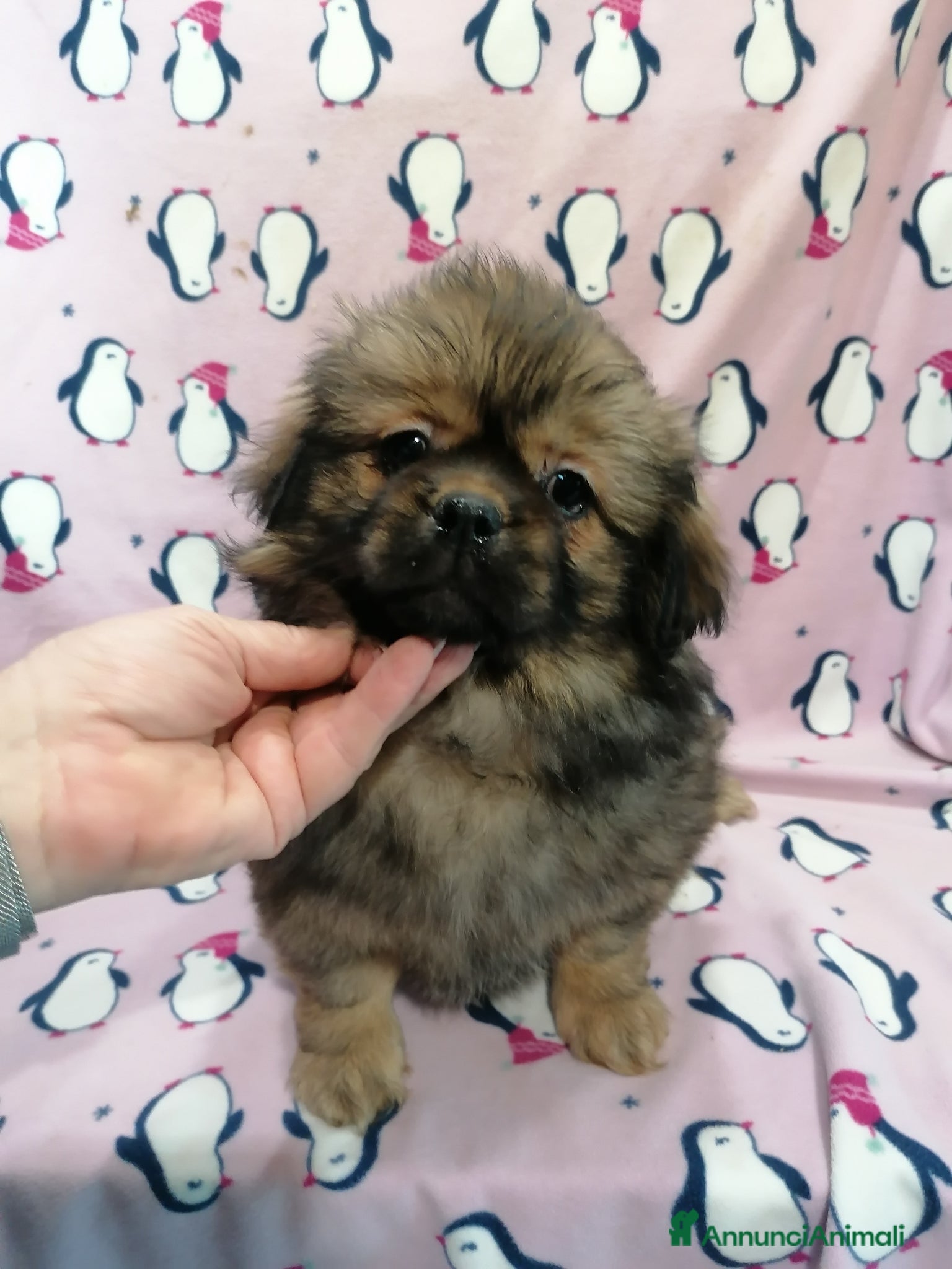 Tibetan Spaniel cani Tibetan Spaniel cuccioli - Annuncio 2