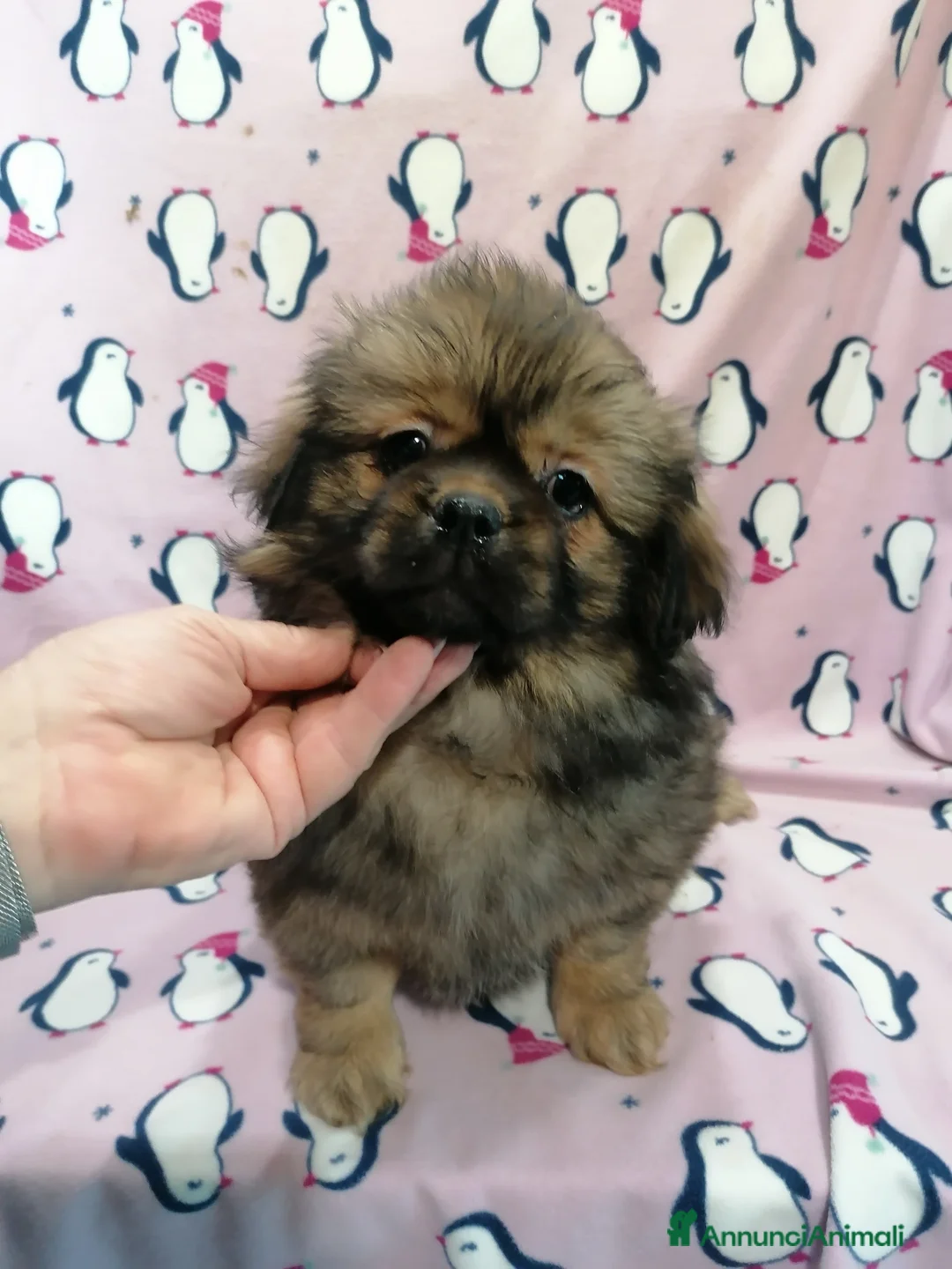 Tibetan Spaniel cani in vendita: Tibetan Spaniel cuccioli - Annuncio 1