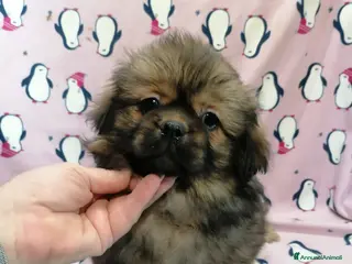 Tibetan Spaniel cani Tibetan Spaniel cuccioli - Annuncio 2