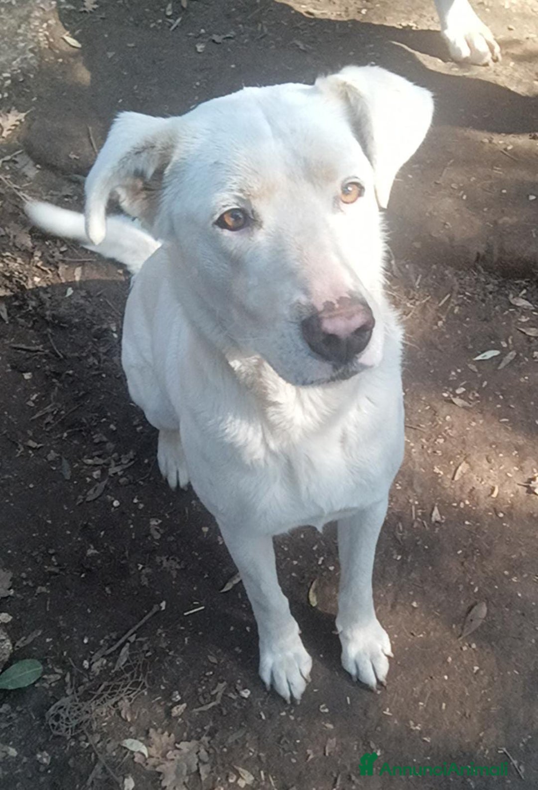 Meticcio cani in regalo: Clara dagli occhioni da cerbiatto a Provincia di Latina - Annuncio 3