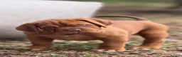 Dogue de Bordeaux cani in vendita: Dogue de Bordeaux CUCCIOLATA STRAORDINARIA  - Annuncio 22