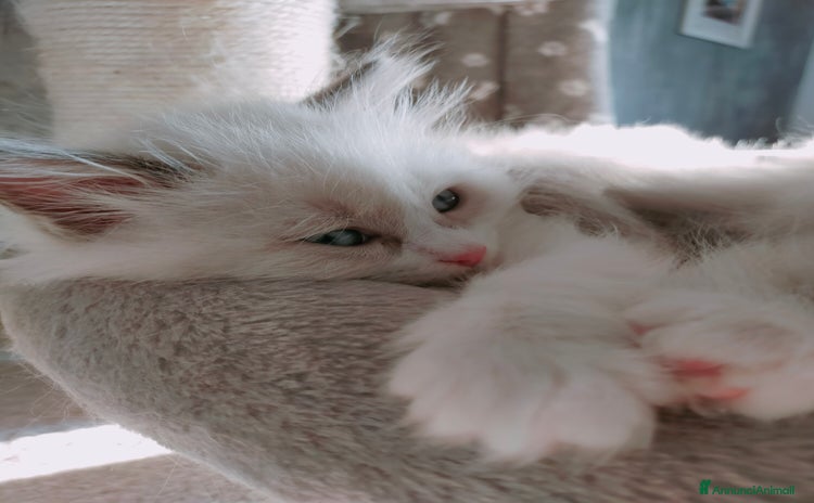 Siberiano gatti - Annuncio 11