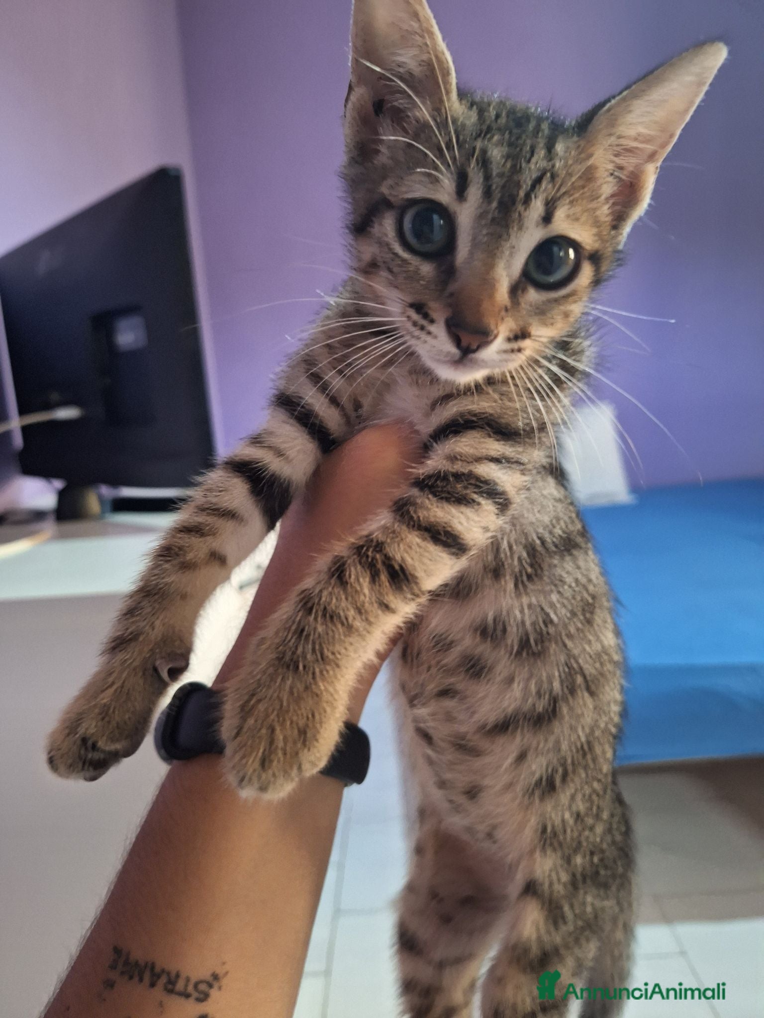 Europeo gatti Gattino in adozione  - Annuncio 38