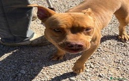 Pitbull cani in regalo: Regina, splendida pit dagli occhi marroni  - Annuncio 6