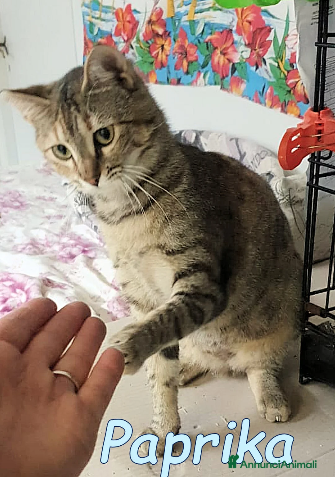 Europeo gatti in regalo:  PAPRIKA GATTINA DOLCISSIMA - Annuncio 3