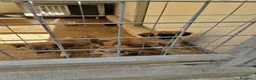 Meticcio cani in regalo: Mughetto, Ciclamino e Tiglio: maschietti 3 mesi - Annuncio 3