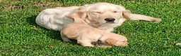 Golden Retriever cani in vendita: Cuccioli di Golden retriever con pedigree  - Annuncio 2