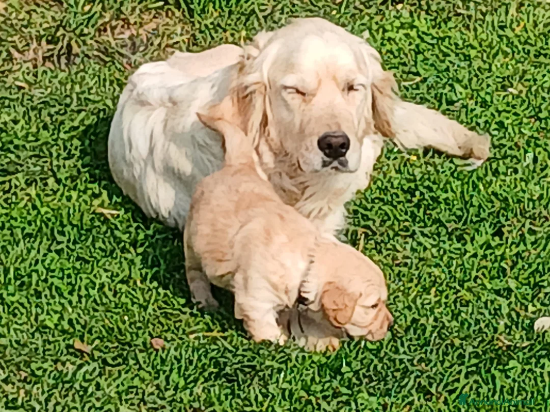 Golden Retriever cani in vendita: Cuccioli di Golden retriever con pedigree  - Annuncio 2