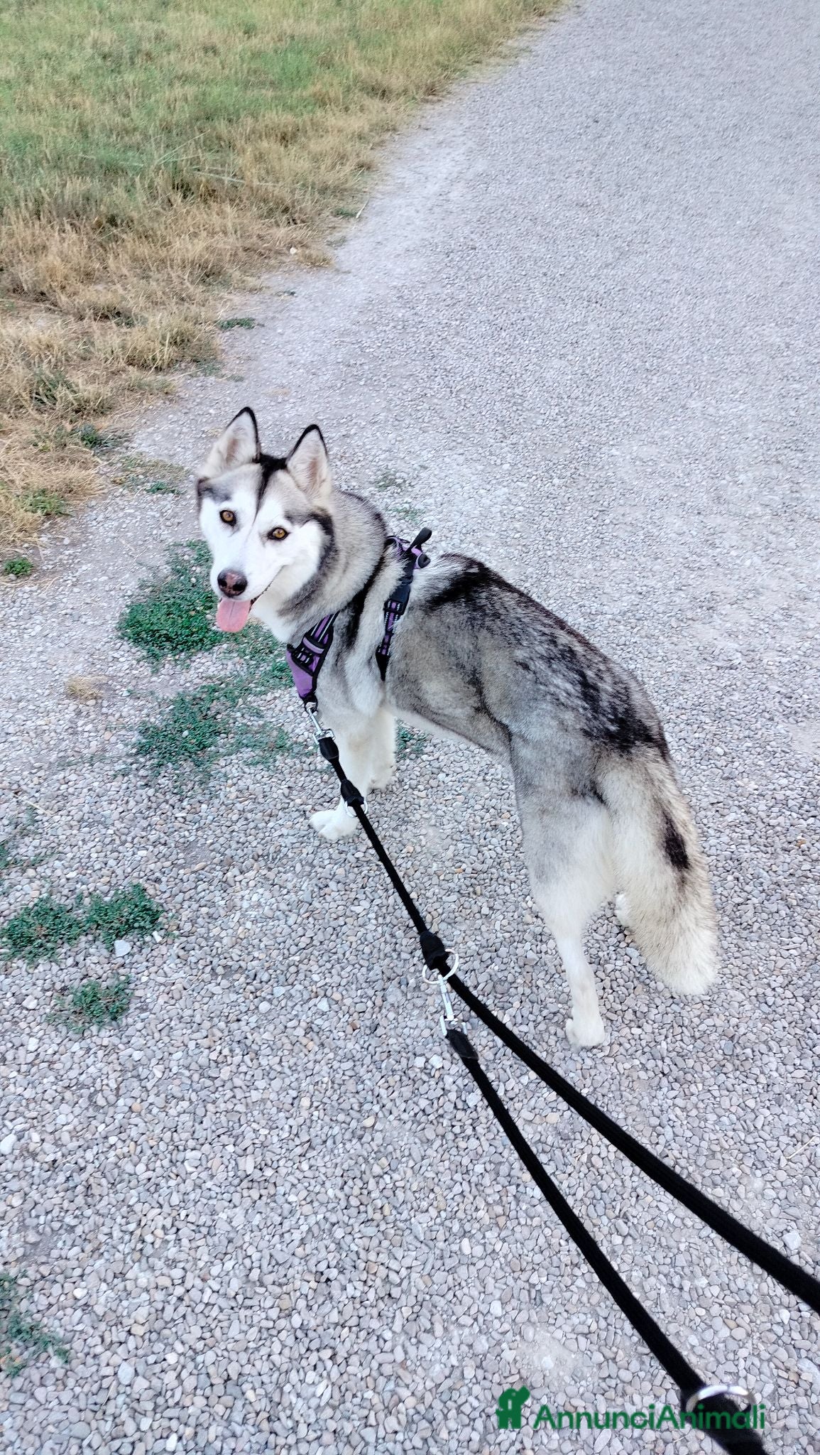 Husky cani Husky dolce e affettuosa  - Annuncio 16