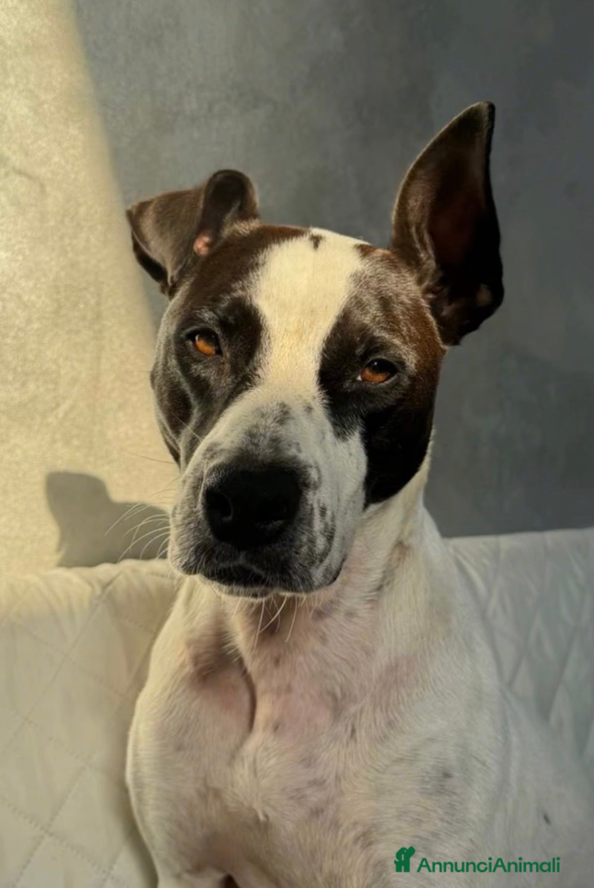 Meticcio cani Alice  - Annuncio 14