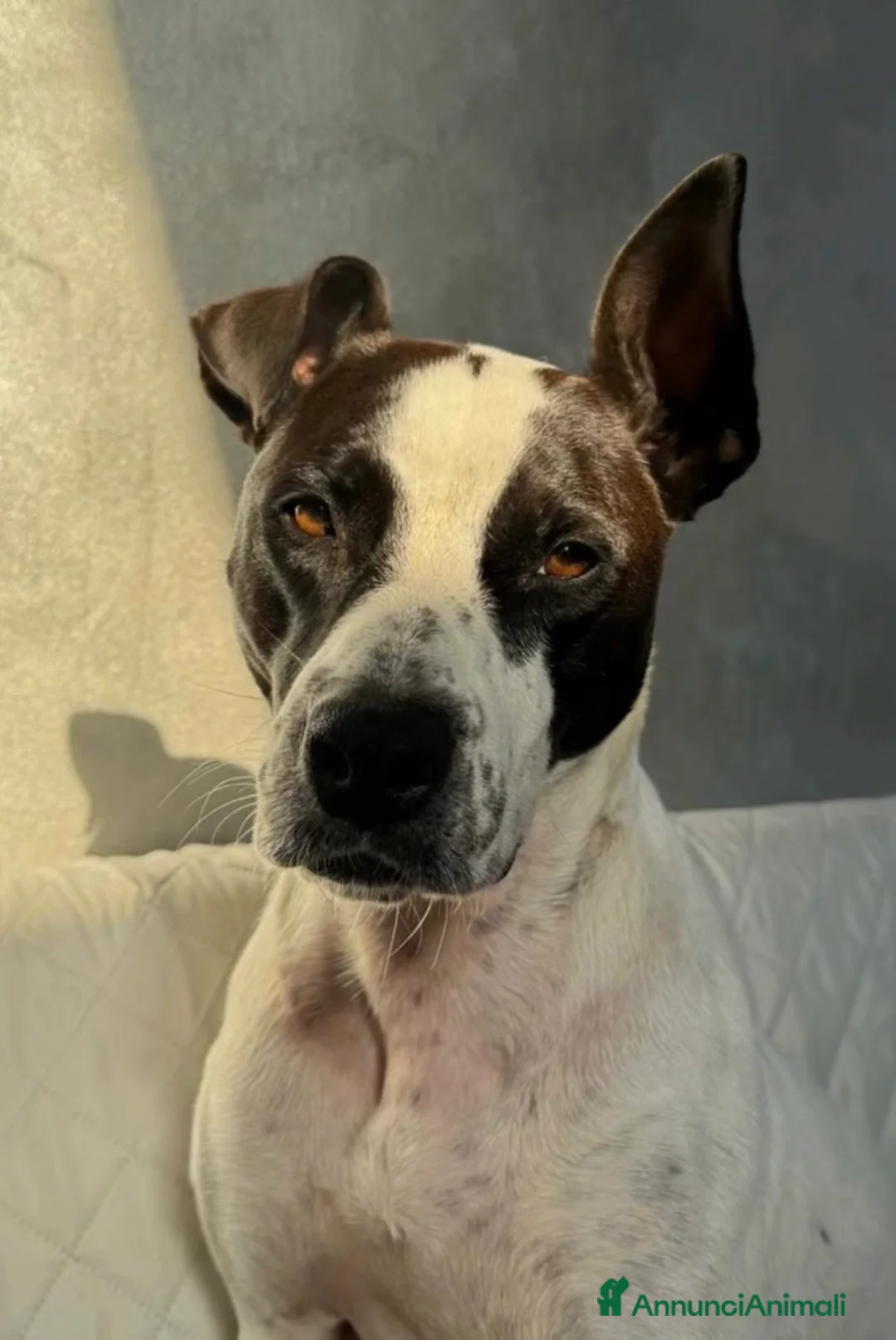 Meticcio cani in regalo: Alice  - Annuncio 1
