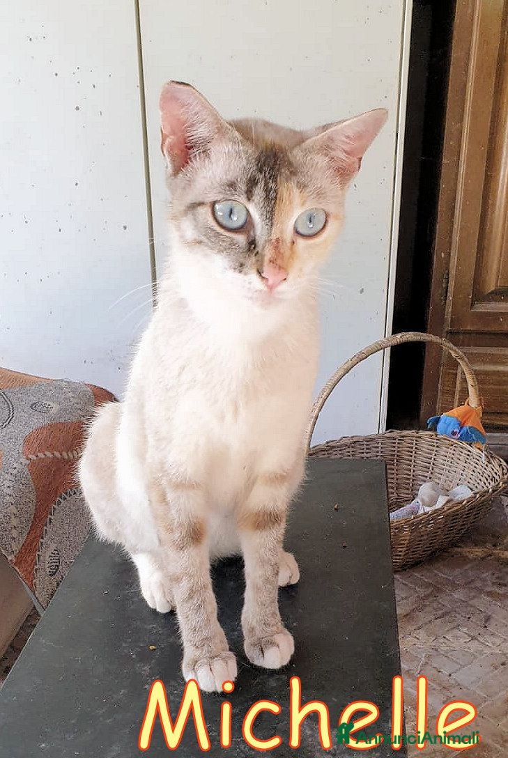 Altre razze gatti MICHELLE PRINCIPESSA DAGLI OCCHI AZZURRI - Annuncio 32