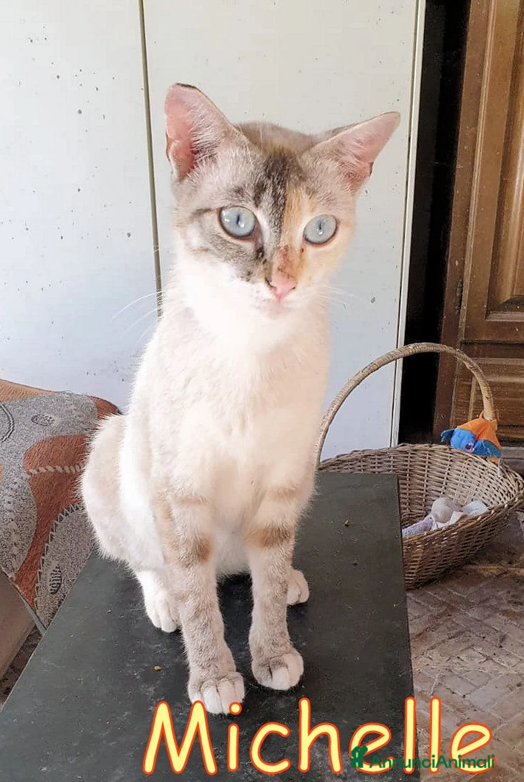 Altre razze gatti in regalo: MICHELLE PRINCIPESSA DAGLI OCCHI AZZURRI a Città metropolitana di Roma Capitale - Annuncio 1