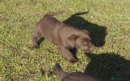 Labrador cani in vendita: Cuccioli Labrador chocolate con pedigree  a Provincia di Bergamo - Immagine 3