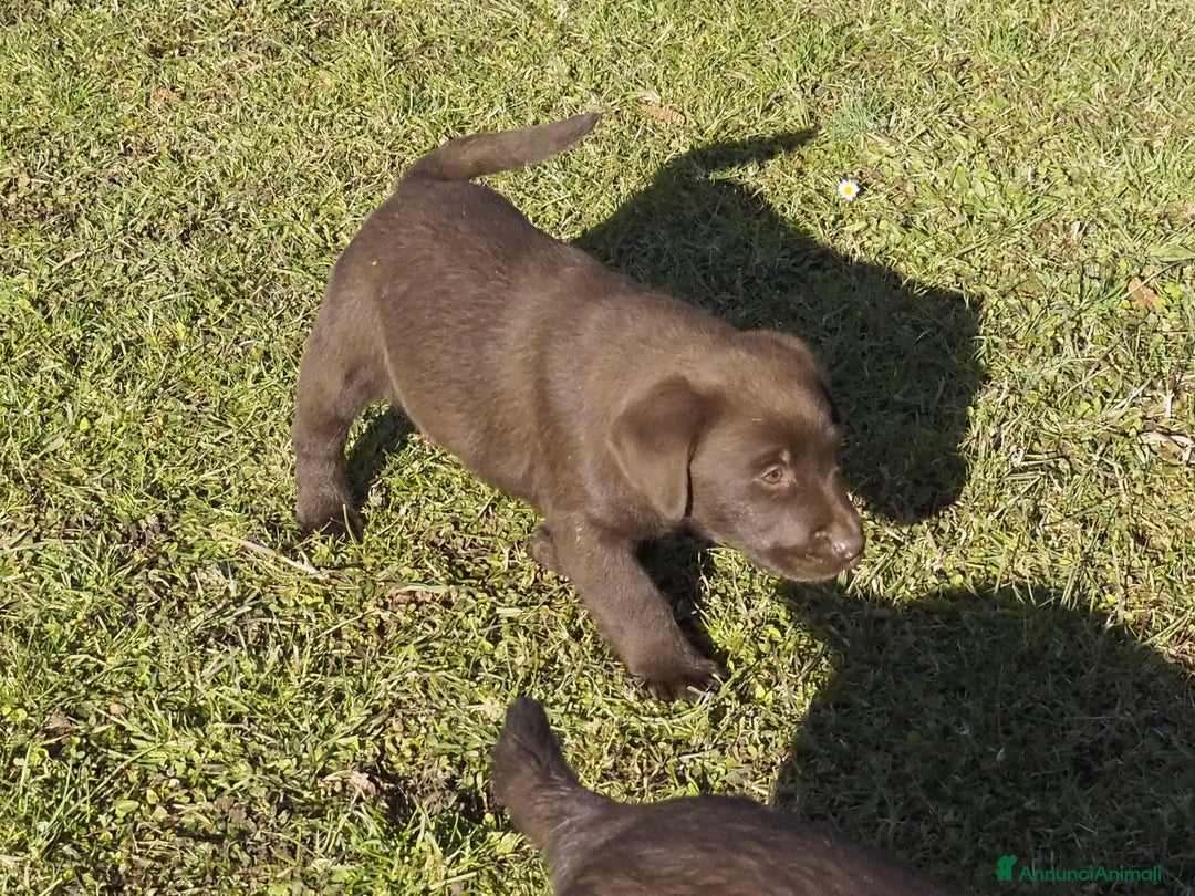 Labrador cani in vendita: Cuccioli Labrador chocolate con pedigree  a Provincia di Bergamo - Immagine 3