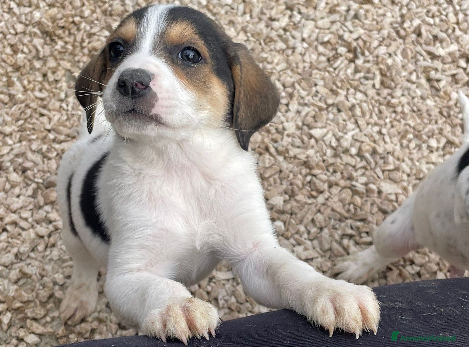 Segugio cani ELETTRA - Annuncio 4