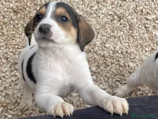 Segugio cani ELETTRA - Annuncio 4