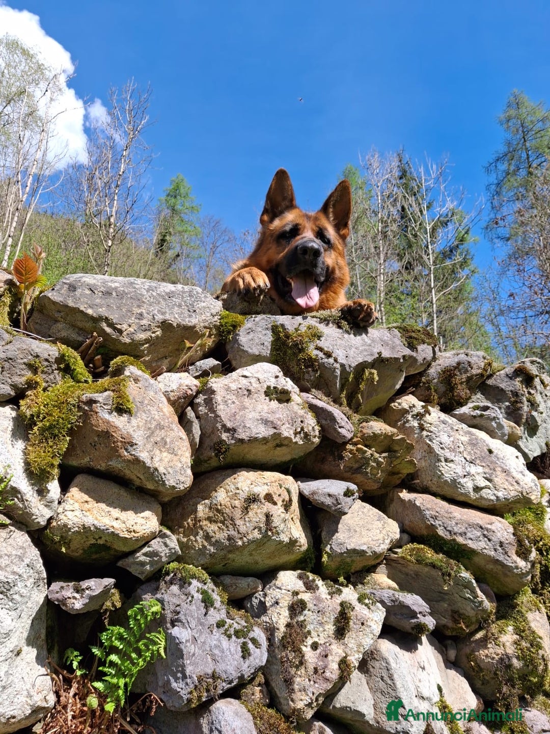 Pastore Tedesco cani per accoppiamento: Cane pastore tedesco per accoppiamento a Provincia di Bergamo - Annuncio 5