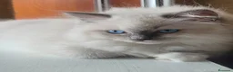 Ragdoll gatti in vendita: Ragdoll cucciola - Annuncio 3