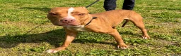 Meticcio cani in regalo: DANKO PIT BULLINO - Annuncio 4