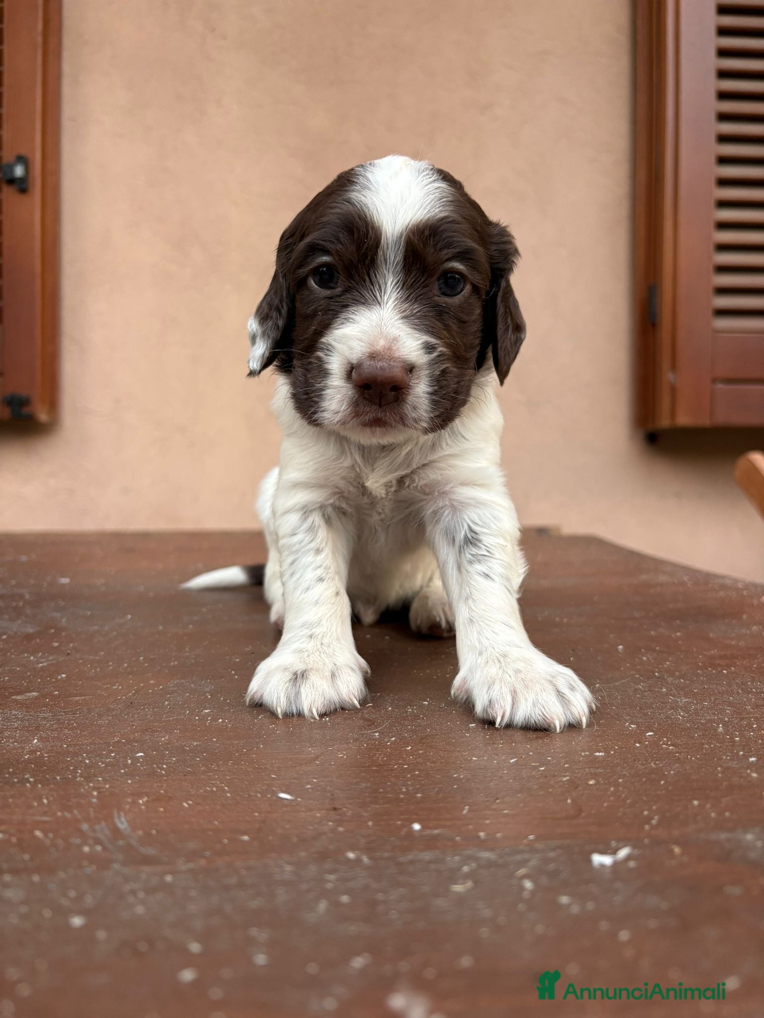 Setter Inglese cani in vendita: 2 cucciolini maschi di Setter Inglese con Pedigree - Annuncio 3