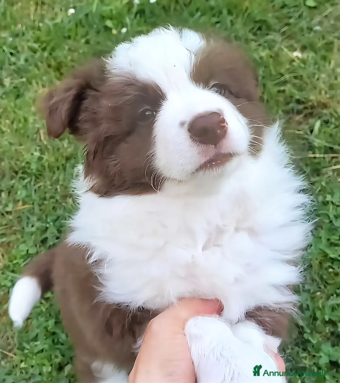 Border Collie cani in vendita: cucciolo Border Collie maschio  - Annuncio 1
