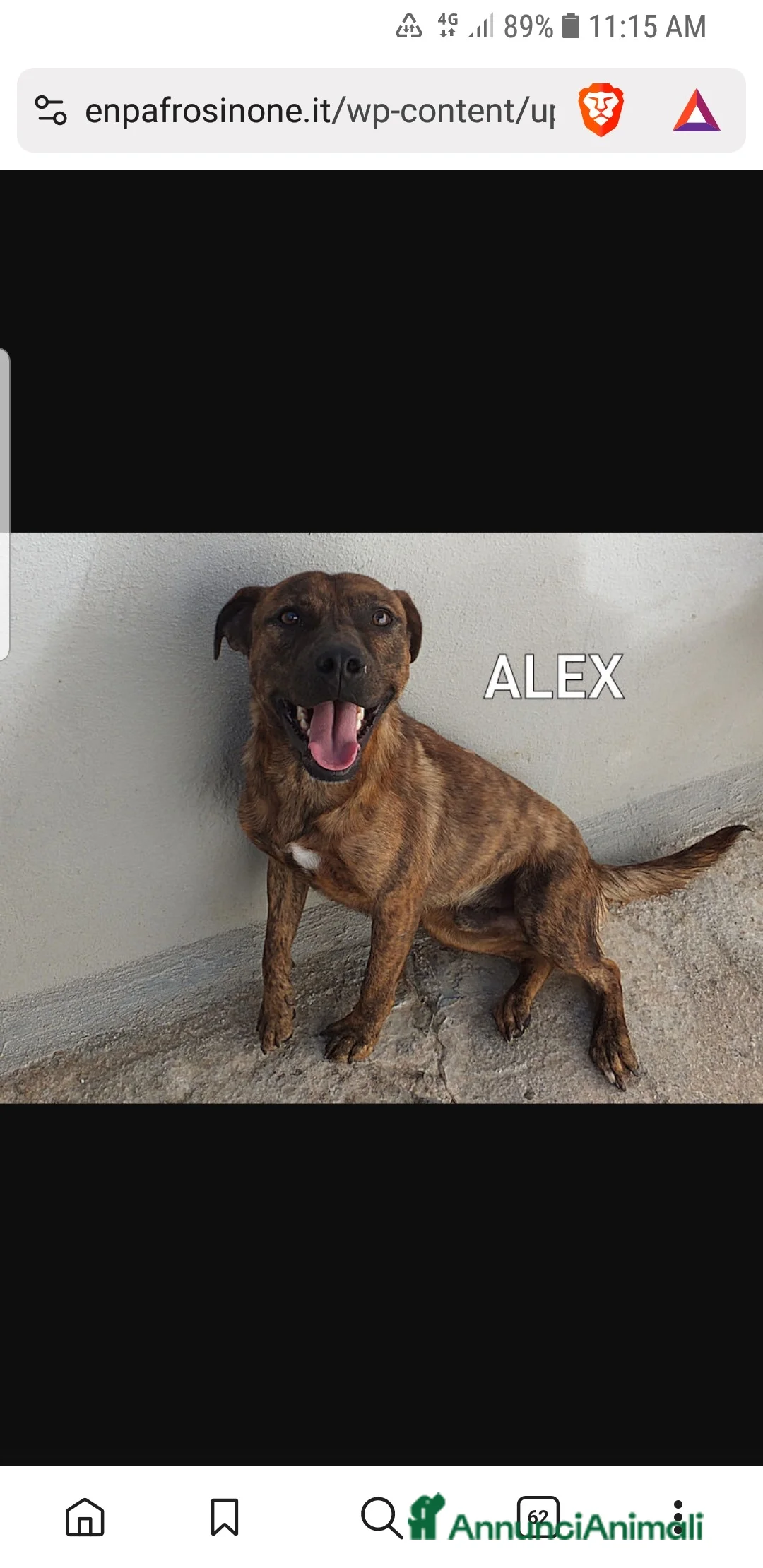 Meticcio cani in regalo: ADOZ.DEL CUORE: similpit dolce in canile da 4anni - Annuncio 1