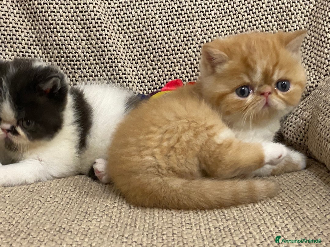 Exotic Shorthair gatti in vendita: Gattini exotic e persiani con pedigree a Provincia di Cuneo - Immagine 7