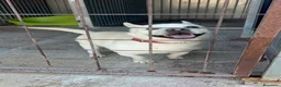 Meticcio cani in regalo: Fischietto un cagnolino speciale  - Annuncio 6