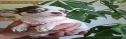 Chihuahua cani in vendita: Femmina chihuahua  - Annuncio 4