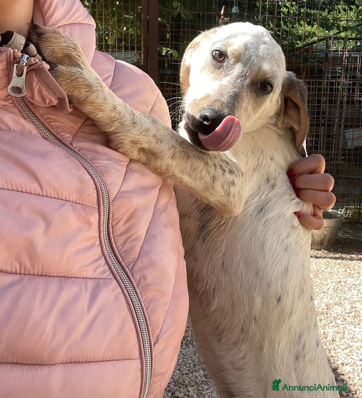 Meticcio cani  SIRYA - Annuncio 3