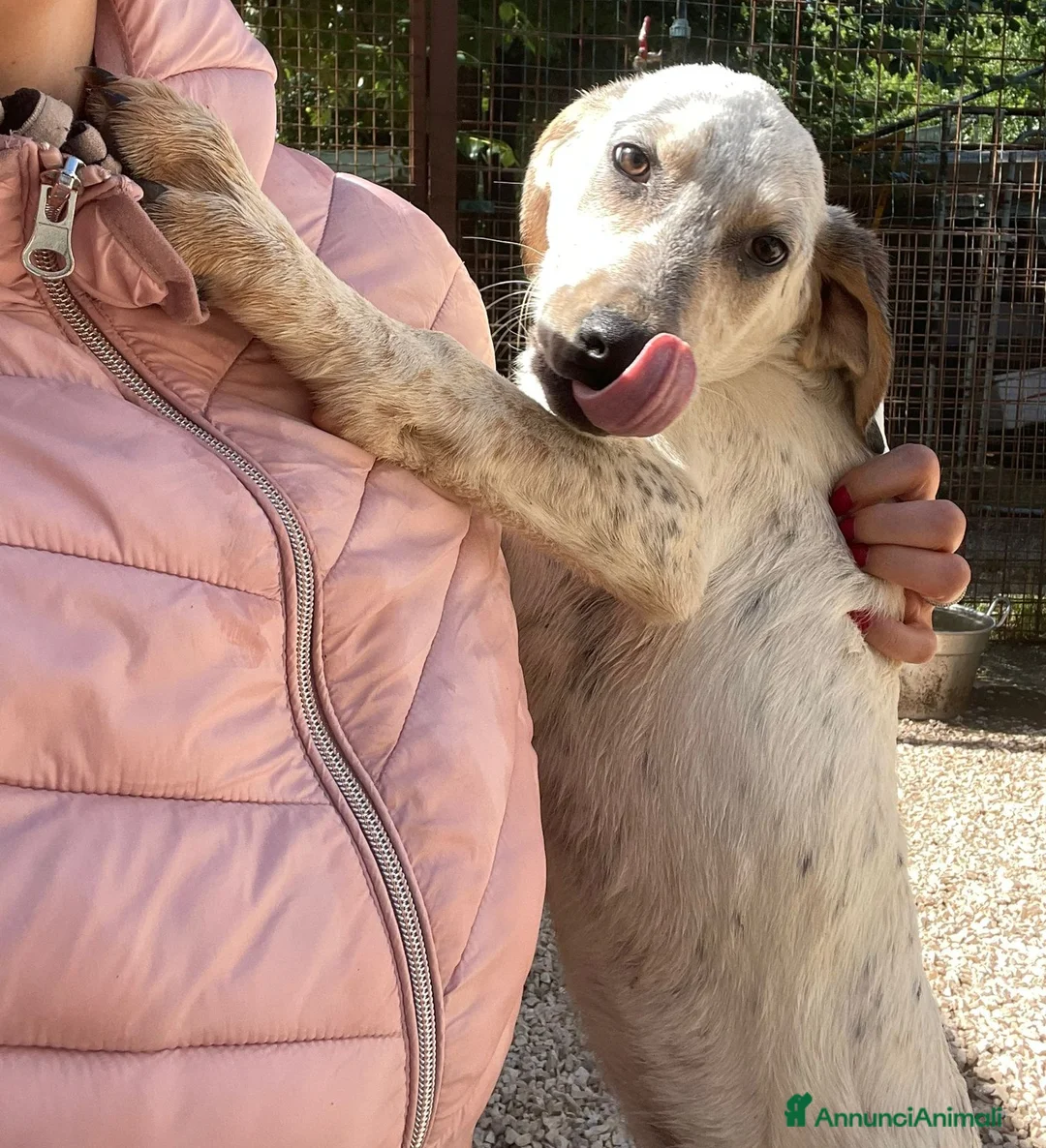 Meticcio cani in regalo:  SIRYA a Provincia di Grosseto - Annuncio 1