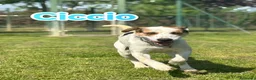 Meticcio cani in regalo: Aron e Ciccio abbandonati cercano famiglia a Provincia di Pavia - Annuncio 4
