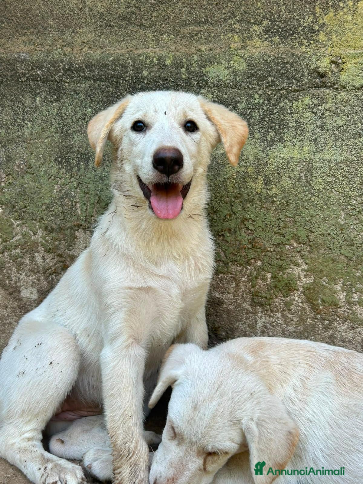 Meticcio cani Vera sorride e cerca casa 🏡 - Annuncio 39