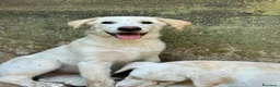 Meticcio cani in regalo: Vera sorride e cerca casa 🏡 a Città metropolitana di Milano - Annuncio 1