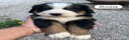 Bovaro del Bernese cani in vendita: Cuccioli del Bovaro del Bernese  - Annuncio 3