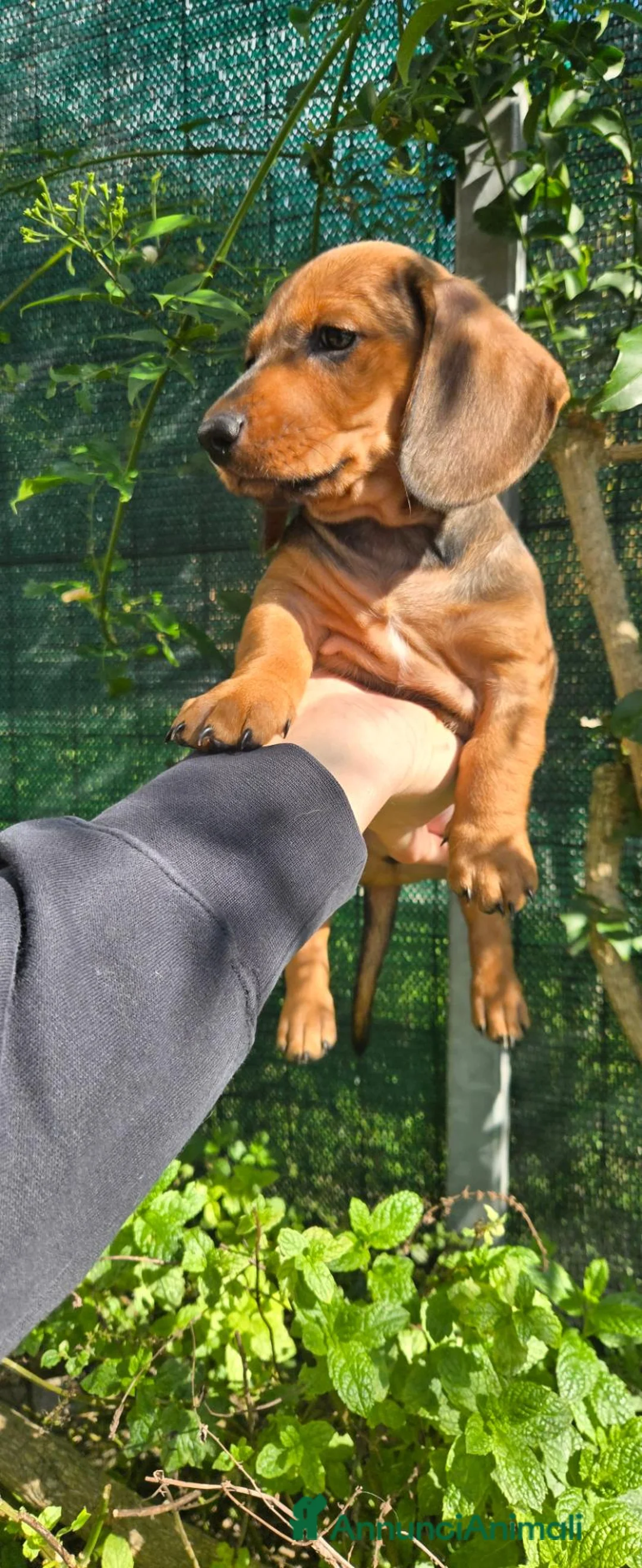 Bassotto cani in vendita: BASSOTTINI MASCHI  - Annuncio 2