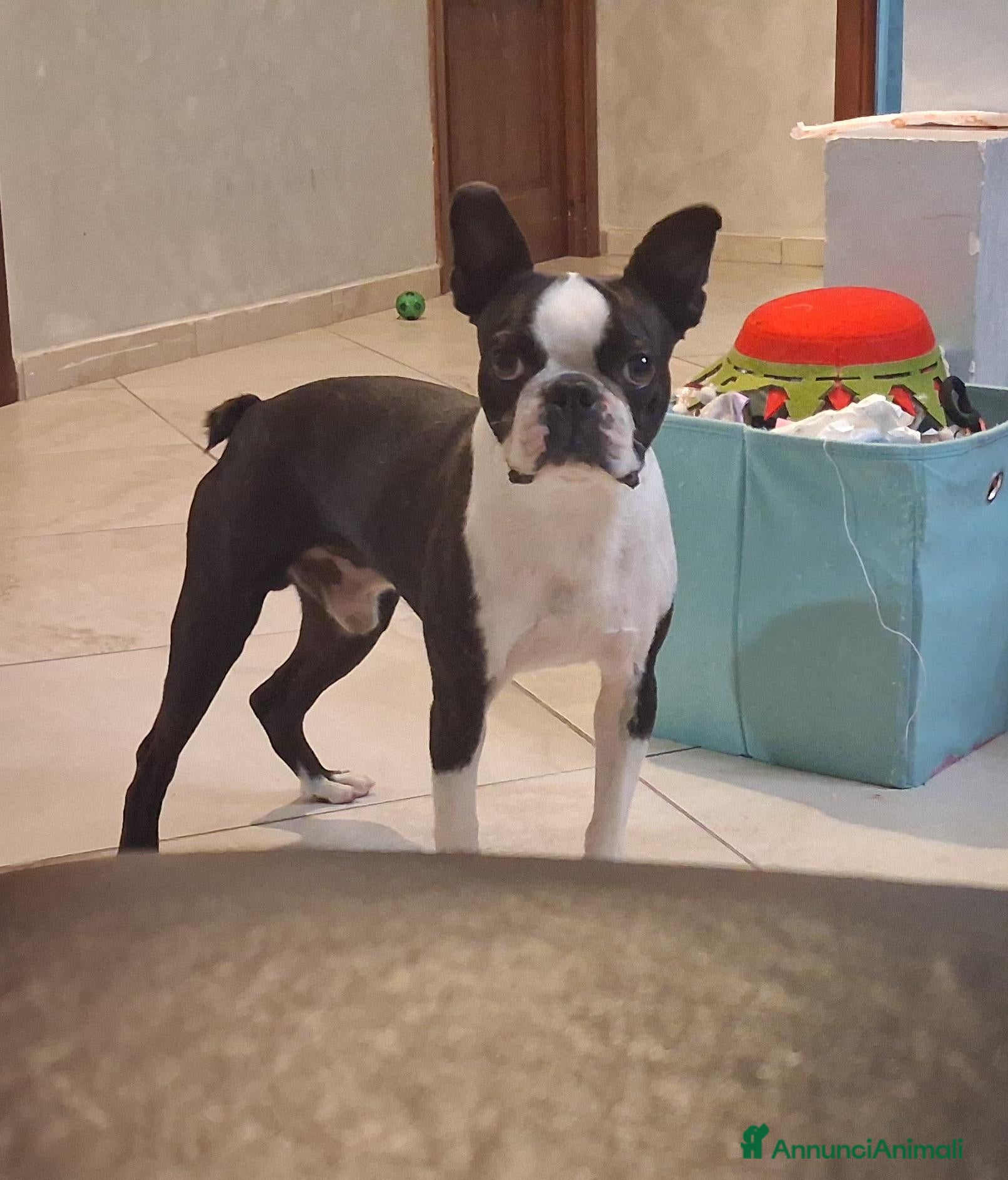 Boston Terrier cani Boston terrier pedigree enci  - Annuncio 17