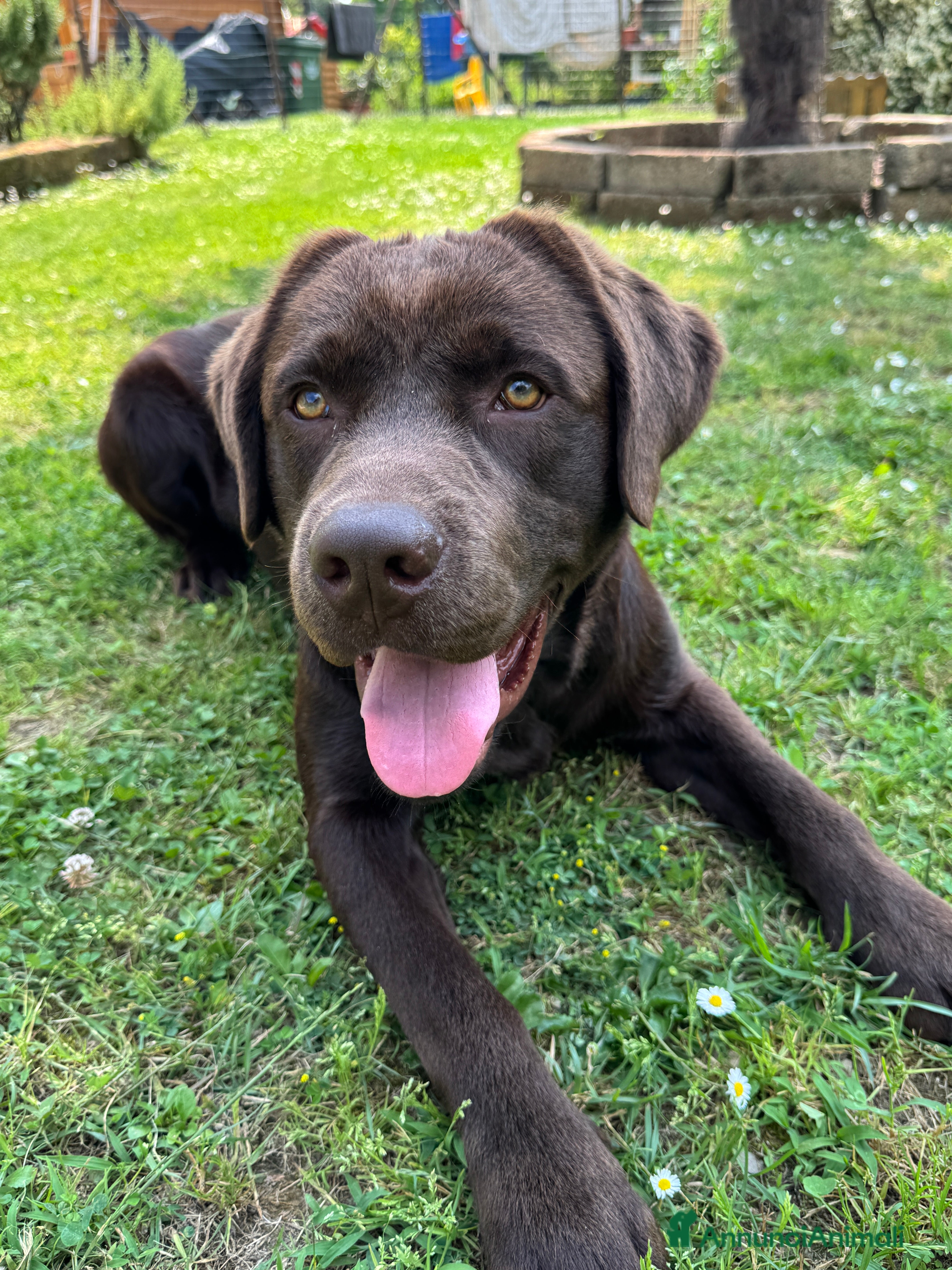 Labrador cani Disponibile per accoppiamento  - Annuncio 3