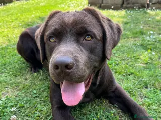 Labrador cani Disponibile per accoppiamento - Annuncio 4