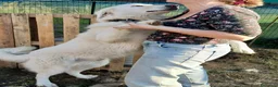 Pastore Maremmano cani in regalo: Tony anima dolcissima rinchiuso dentro un recinto - Annuncio 5