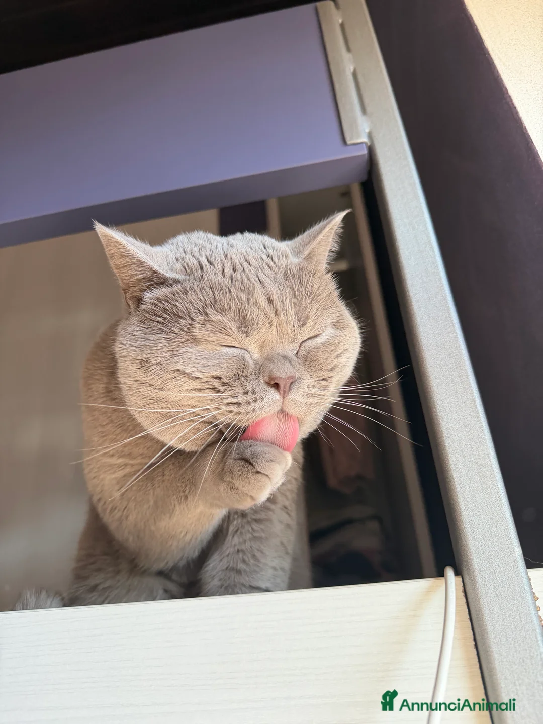 British gatti per accoppiamento: British Shorthair per accoppiamento  - Annuncio 5