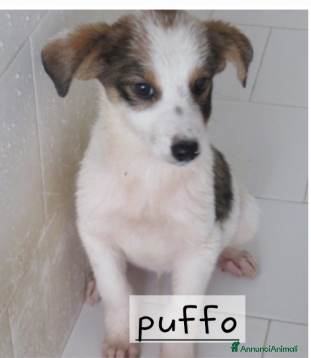 Altre razze cani in regalo: Cagnolini taglia piccola  - Annuncio 5