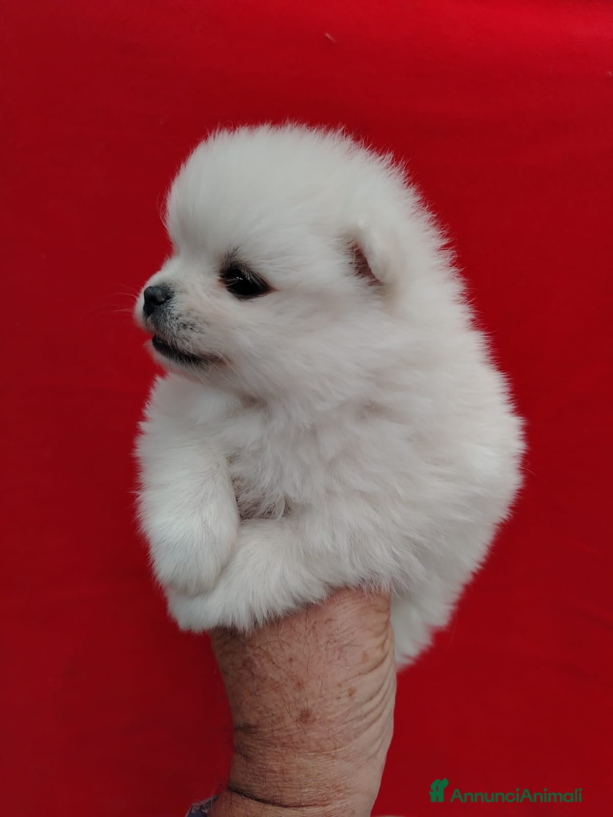 Spitz cani Cucciolo di Spitz di Pomeranea  - Annuncio 1