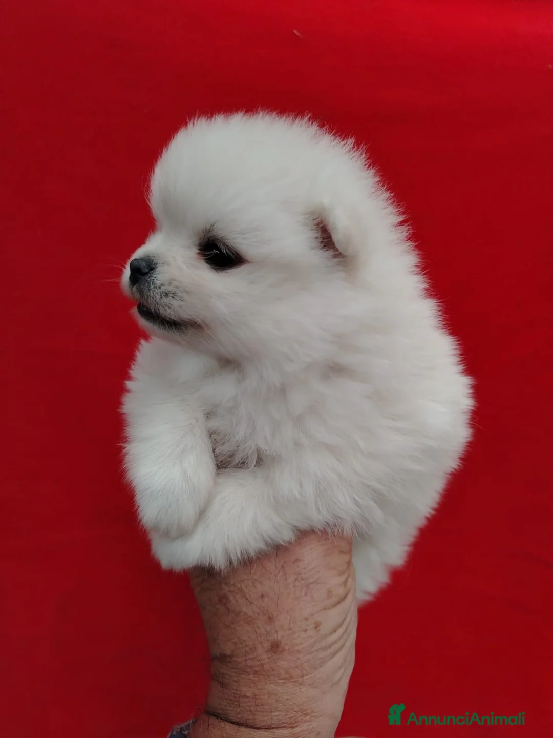 Spitz cani in vendita: Cucciolo di Spitz di Pomeranea  - Annuncio 1